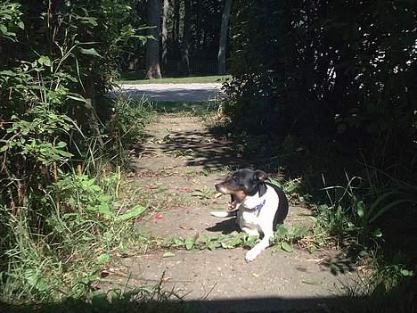 Dansk svensk gaardhund Trunte - Man bliver godt nok træt i den hede billede 4
