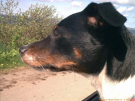 Dansk svensk gaardhund Trunte - mon der er noget  billede 5