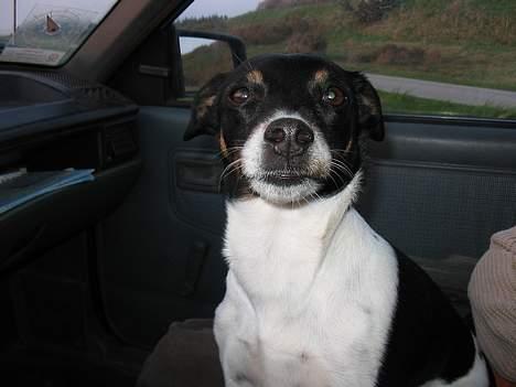 Dansk svensk gaardhund Trunte - Kom nu vi skal køre billede 7