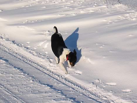 Dansk svensk gaardhund Trunte - sne sne jeg elsker sne billede 8