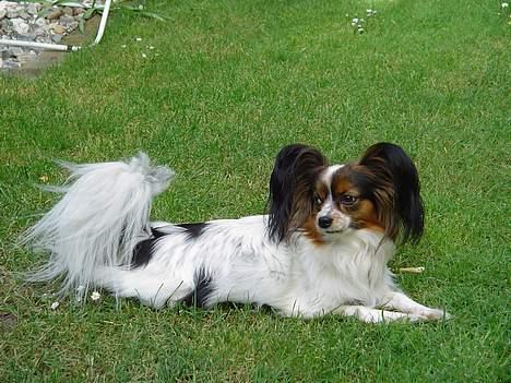 Papillon Lucky Dog Unibella of Evi - Livsnyder... billede 1