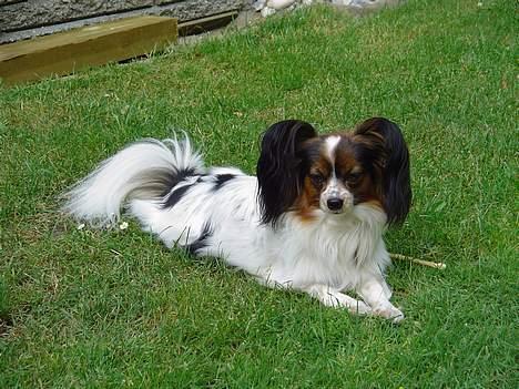 Papillon Lucky Dog Unibella of Evi - Ligger lige og holder øje med om min mor slår græsset ordenligt. billede 2