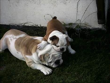 Engelsk bulldog Rambo Millefiori billede 7