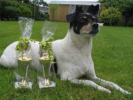 Dansk svensk gaardhund Snukki - Vinderhund! En af de dage hvor det kørte for os.... billede 10