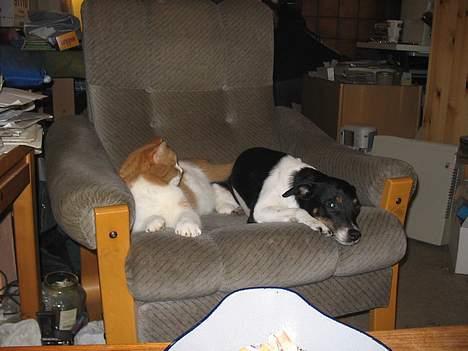 Dansk svensk gaardhund Trunte - øv han vil sove billede 9