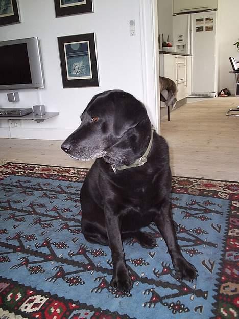 Labrador retriever Dixie  - Dixie, min elskede hund <3 billede 1