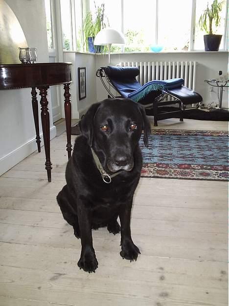 Labrador retriever Dixie  - årh, kender ingen som Dixie der kunne smelte et hjerte .. <33 billede 3