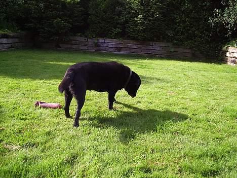 Labrador retriever Dixie  - her søger hun efter mad ude i haven.  billede 4