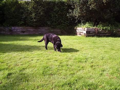 Labrador retriever Dixie  - en af Dixies yndlingsbeskæftigelser var at lede efter mad ude i græsplænen :) billede 5