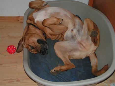 Broholmer Aske billede 12