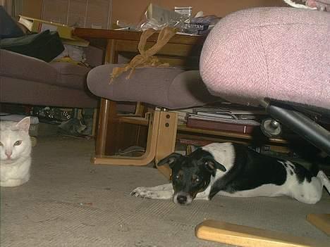 Dansk svensk gaardhund Trunte - hvad skal vi billede 10