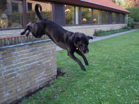 Labrador retriever Birkely Toto - hyper-Toto springer ned fra en mur ;) billede 1