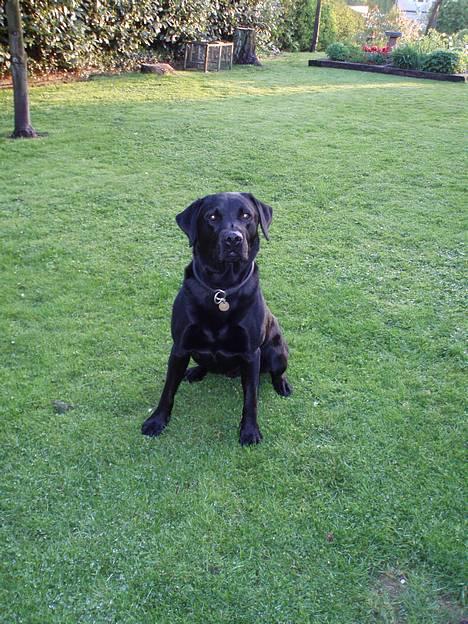 Labrador retriever Birkely Toto - Han er så sød <3 billede 2