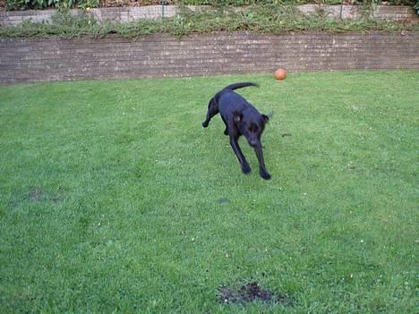 Labrador retriever Birkely Toto - wrooom ! ;) billede 3