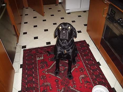 Labrador retriever Birkely Toto - hvad er det for et underligt lys du blinker med?? billede 4
