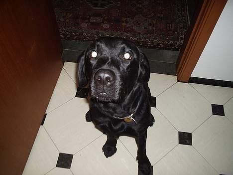 Labrador retriever Birkely Toto - booh! billede 5