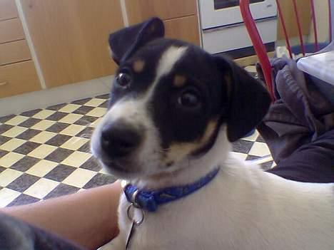 Blanding af racer milo - idag :o) min dejlige hund milo med 9uger billede 16