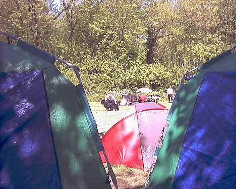 Berner sennenhund Snoopy (død) - Tja når man står langt væk for at han ikke skal se en er resultatet dette;) billede 2