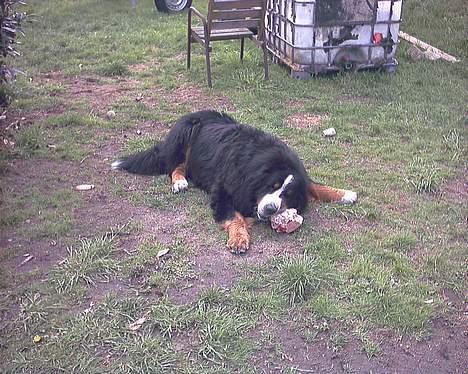 Berner sennenhund Snoopy (død) - MUMS et godt råt kødben er godt:-) billede 3