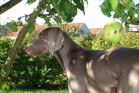 Weimaraner Chili 16.07.04 - 11 mdr Sankt Hans aften billede 1
