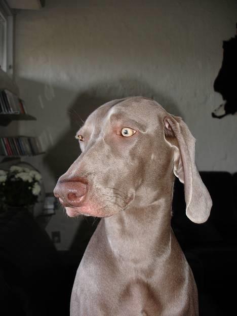Weimaraner Chili 16.07.04 - Chili er 9.mdr her. "Er jeg ikke fin!" billede 2