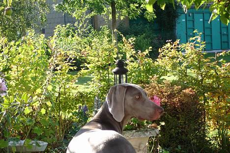 Weimaraner Chili 16.07.04 - 11 mdr billede 3