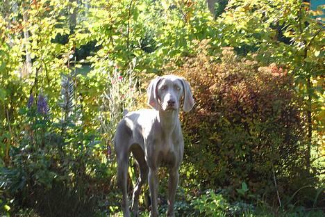 Weimaraner Chili 16.07.04 - ah lækkert når mor ikke er her! :o) billede 4