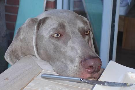 Weimaraner Chili 16.07.04 - mm....grill  billede 5