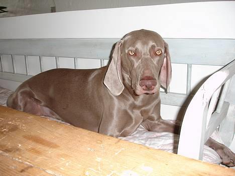 Weimaraner Chili 16.07.04 - Det er fedt at se fodbold herfra!! billede 6