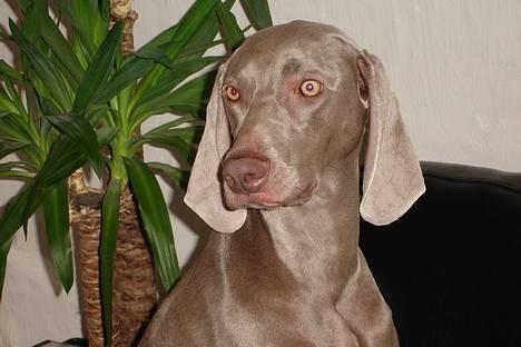 Weimaraner Chili 16.07.04 - første sol badning for Chili i år billede 7