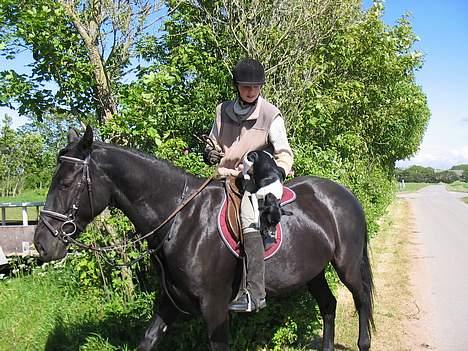 Dansk svensk gaardhund Trunte - der er langt ned uha billede 12
