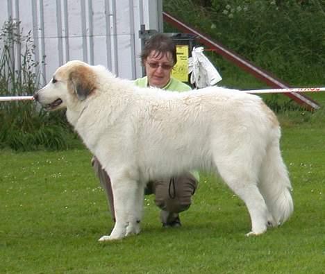 Pyreneerhund Inez - Balslev sommeren 2005 i øsende regnvejer  billede 4