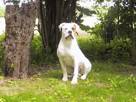 Amerikansk bulldog Nemo - Hvor lang tid skal jeg sidde her? billede 1