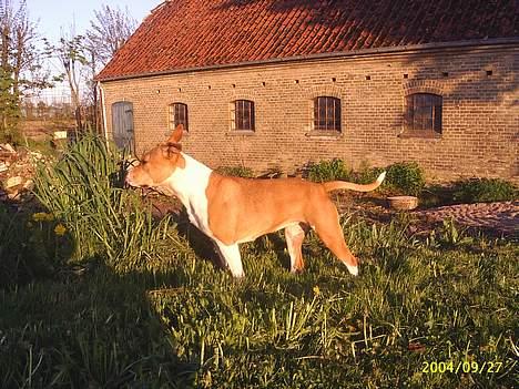 Amerikansk staffordshire terrier Xena. (Loppe) billede 12