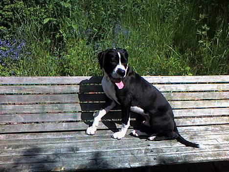 Blanding af racer hector billede 1