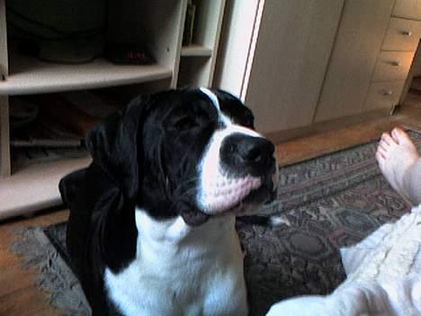 Blanding af racer hector billede 2