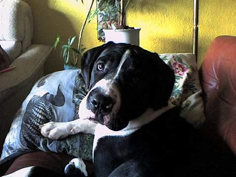 Blanding af racer hector billede 3