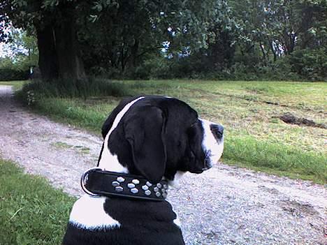 Blanding af racer hector billede 4