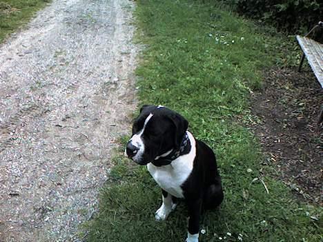 Blanding af racer hector billede 5