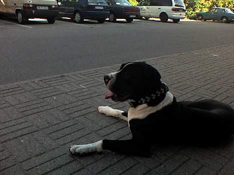 Blanding af racer hector billede 6