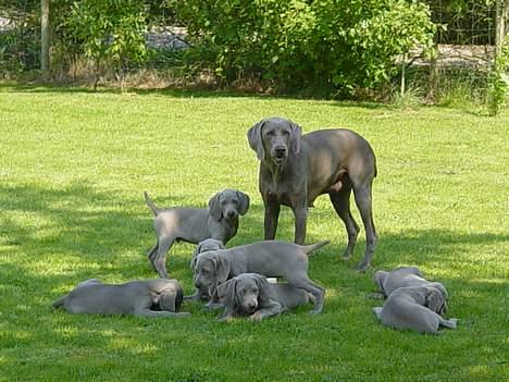 Weimaraner SØNDERSKOVEN`S B-KULD billede 17