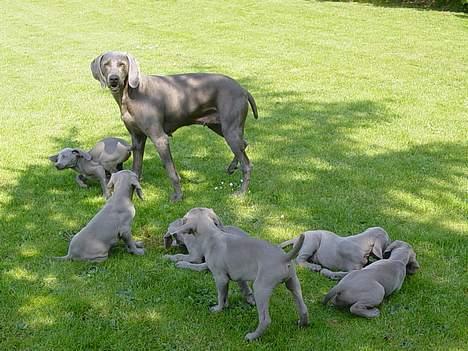 Weimaraner SØNDERSKOVEN`S B-KULD billede 18