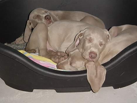 Weimaraner SØNDERSKOVEN`S B-KULD billede 19