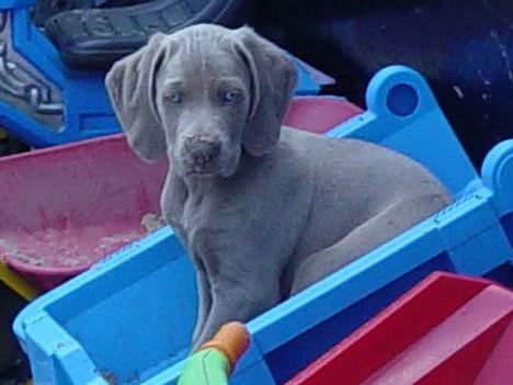 Weimaraner SØNDERSKOVEN`S B-KULD billede 20