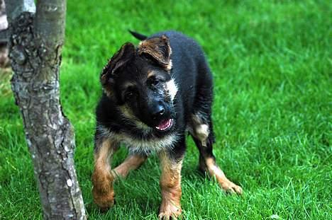 Schæferhund RICO billede 2