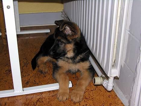 Schæferhund RICO billede 3