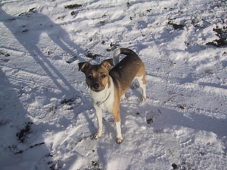 Dansk svensk gaardhund MOLLY + R. I. P 13/11-19  - molly vinter 2004 ca 6mdr billede 1