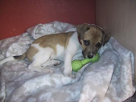 Dansk svensk gaardhund MOLLY + R. I. P 13/11-19  - molly da vi lige havde fået hende billede 2