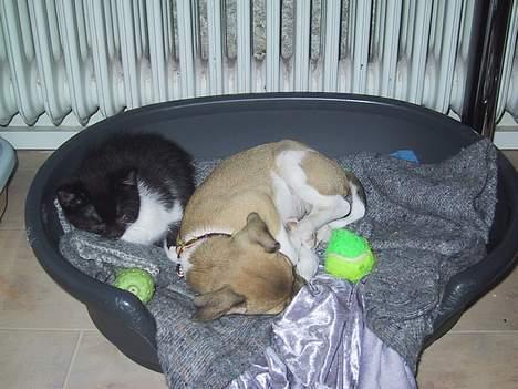 Dansk svensk gaardhund MOLLY + R. I. P 13/11-19  - min allerst bedste berdstes ven :-) billede 3