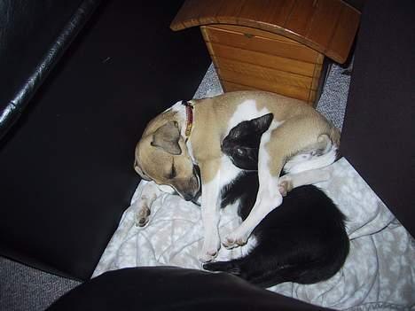 Dansk svensk gaardhund MOLLY + R. I. P 13/11-19  - putter så godt sammen billede 4